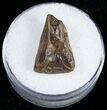 Triceratops Shed Tooth - Montana #10765-1